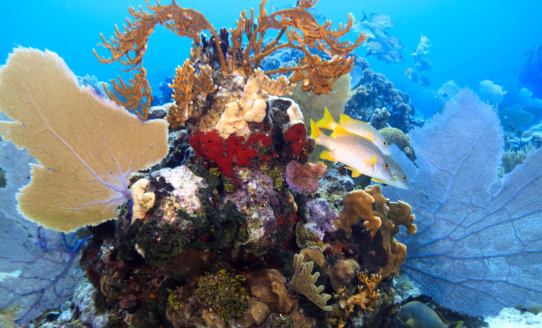 Half Moon Bay Glass Bottom Boat Excursion in Roatan