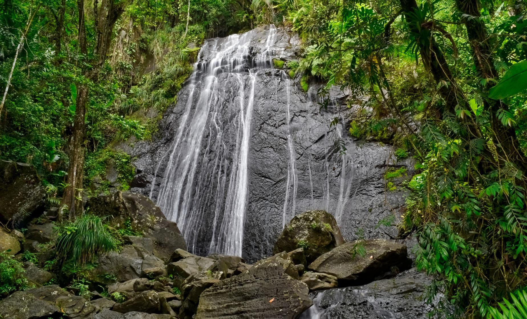 Half Day Rain Forest Discovery