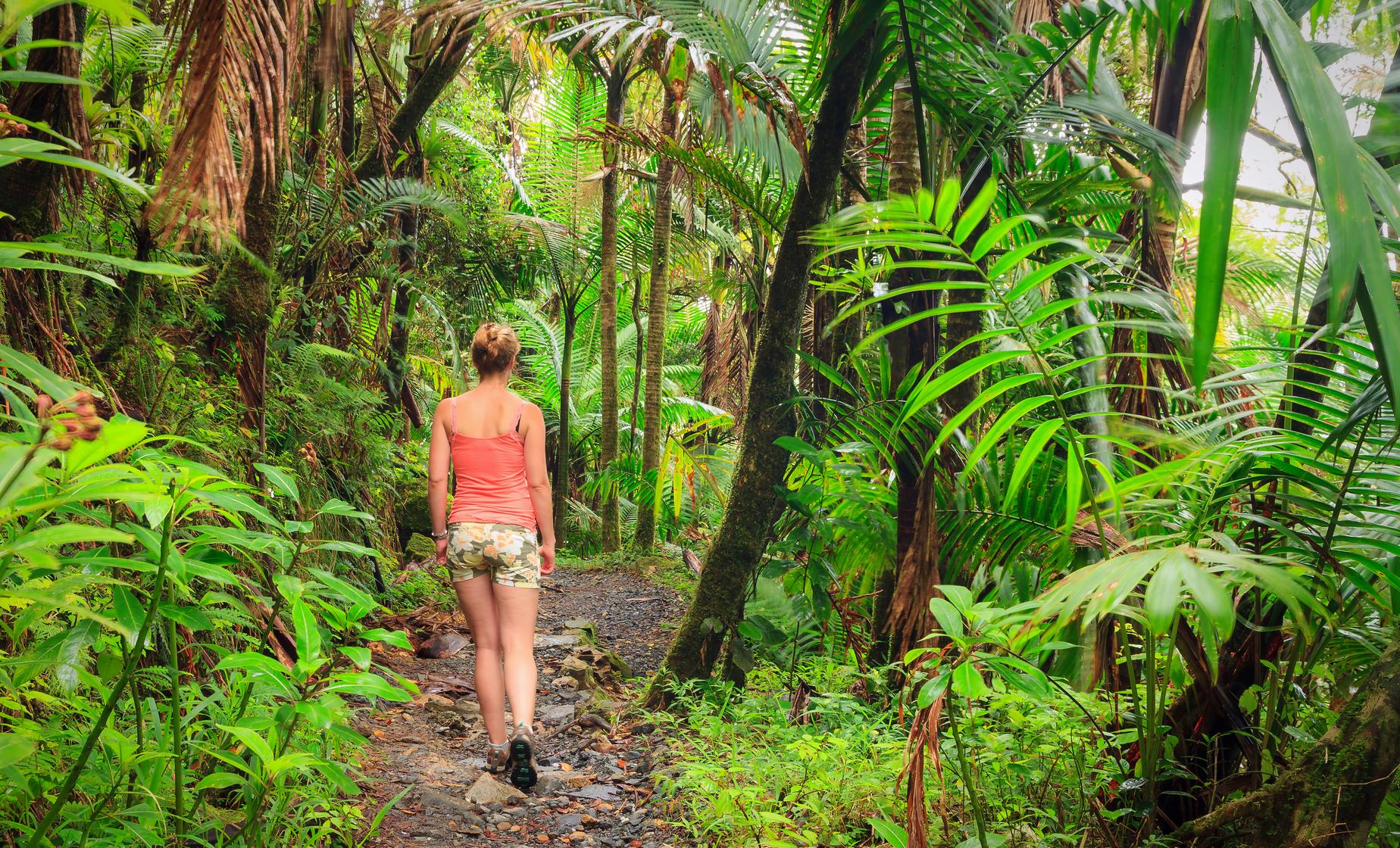 El Yunque Rainforest Hike