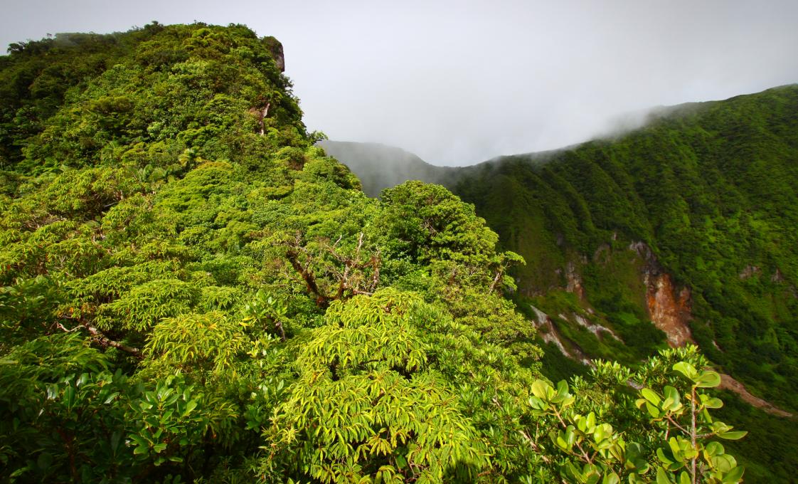 St. Kitts Rainforest Hiking Tour