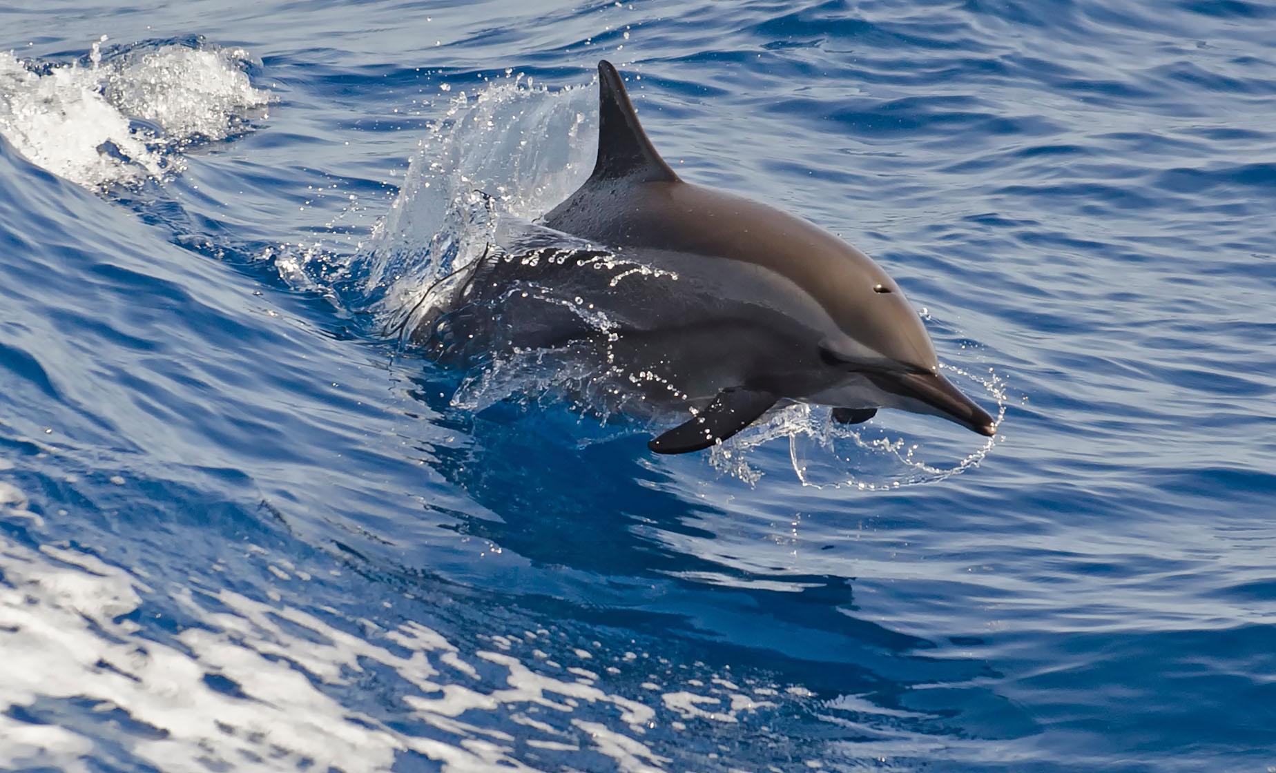 Whale and Dolphin Watching Safari