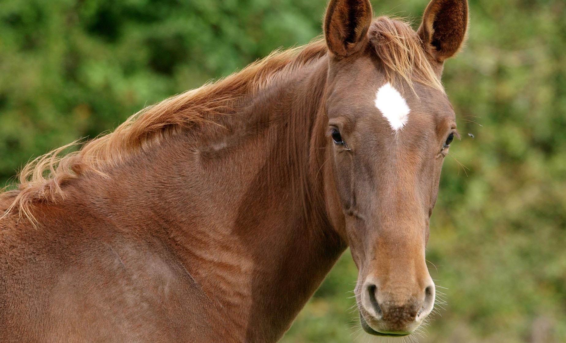 Zip Lines and Horseback Ride