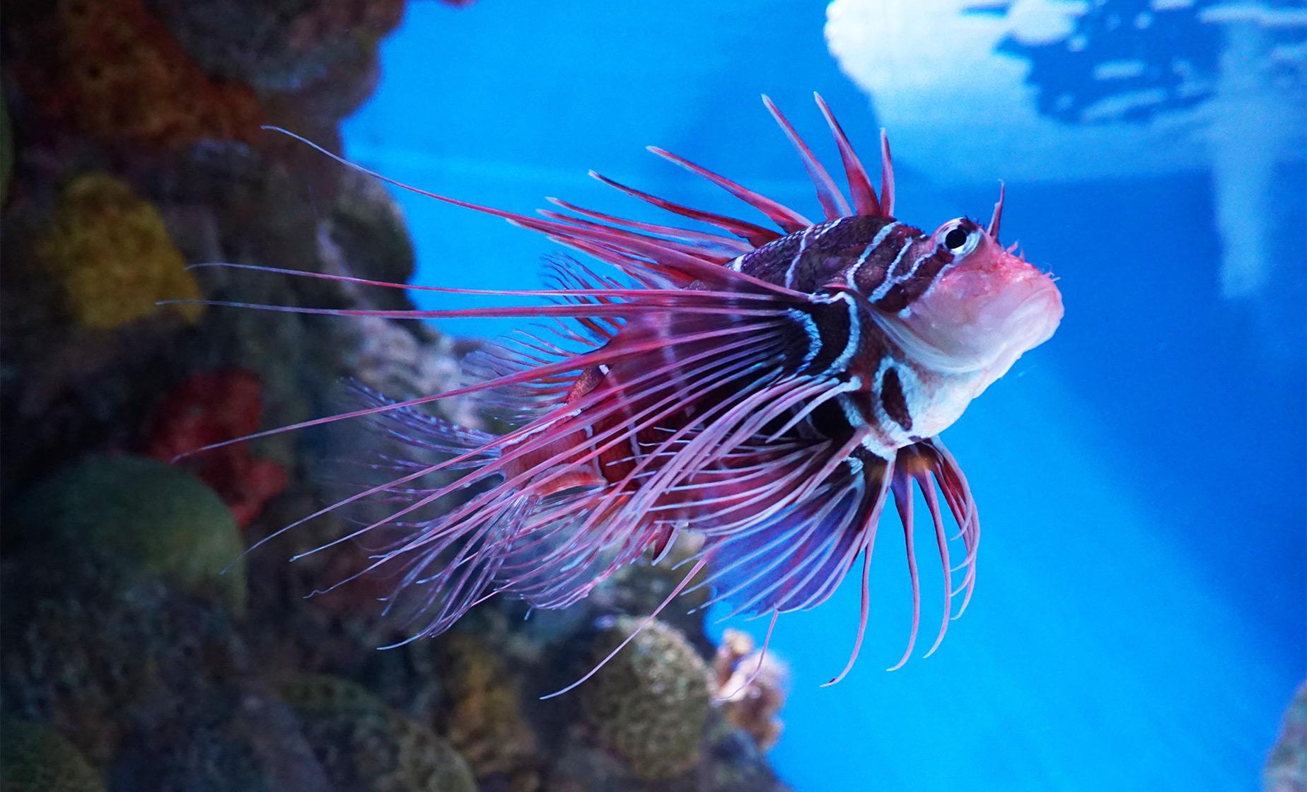 Boston New England Aquarium Admission Tour (Giant Ocean Tank, Central Wharf)