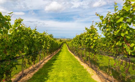 Annapolis Valley Wine Tour with Lunch