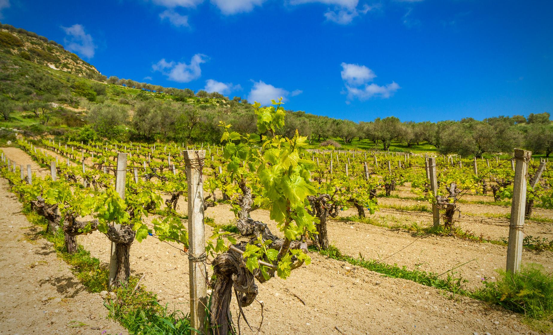 Cretan Wines Jeep Safari