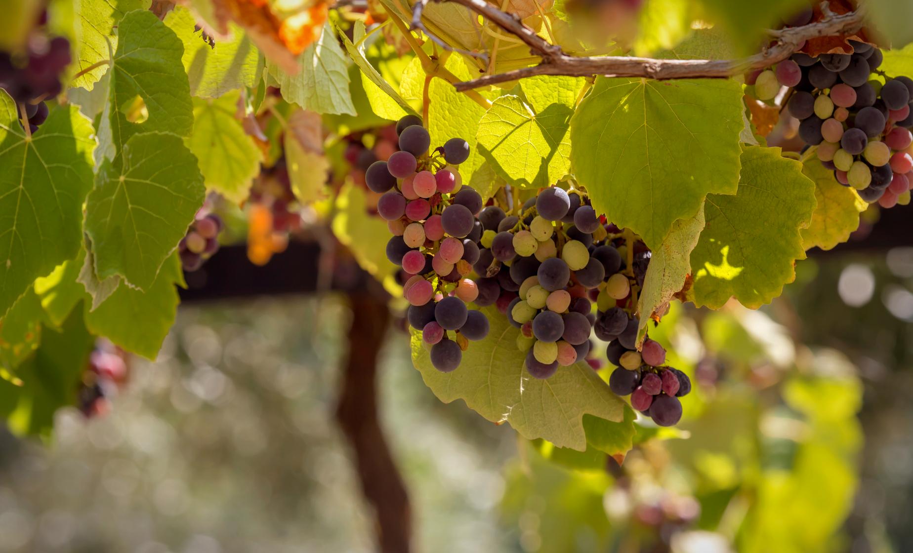 Cretan Wines Jeep Safari with Full Lunch