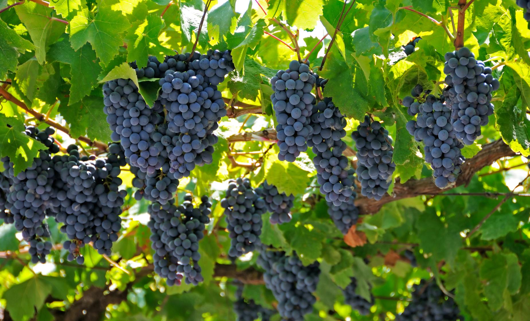 Wine & Culinary Tour Lake Skadar