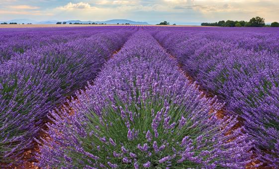 Small Group Valensole Lavender Fields and Provence Countryside from Marseille