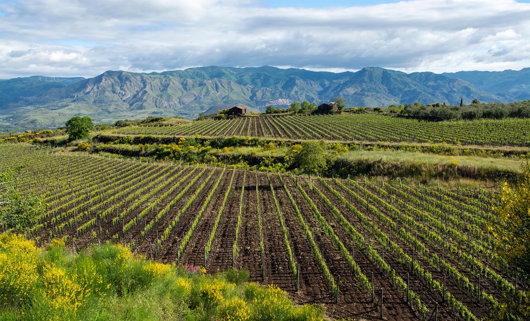 Etna Wine Experience