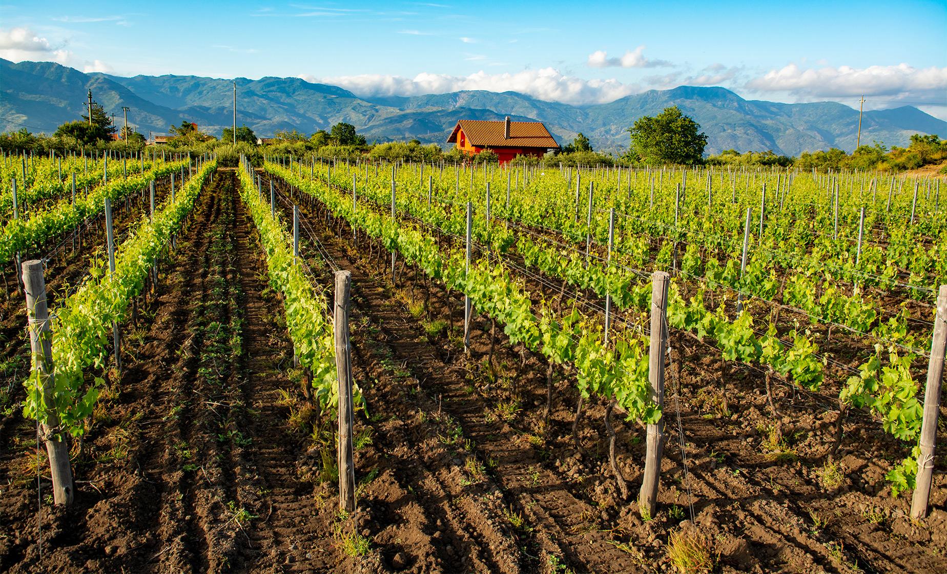 Private Mount Etna and Wine Tasting Tour from Messina (Santa Venerina, Zafferana)