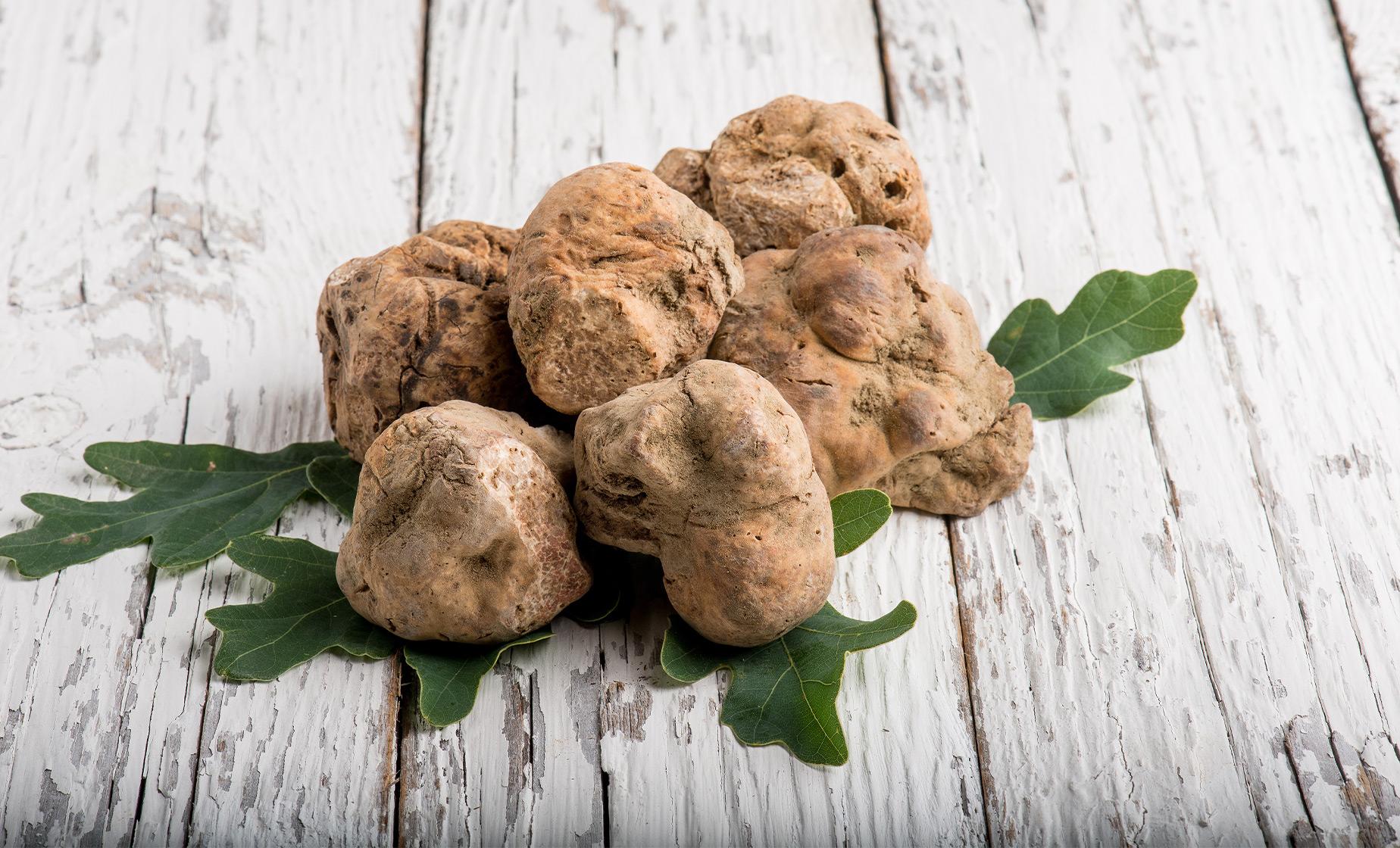 Istrian Truffle Hunting