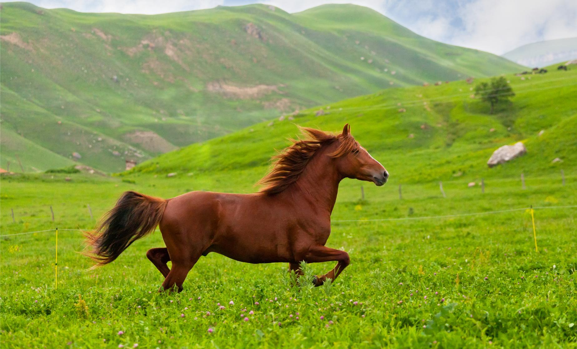 Countryside, Vikings and Icelandic Horse Farm