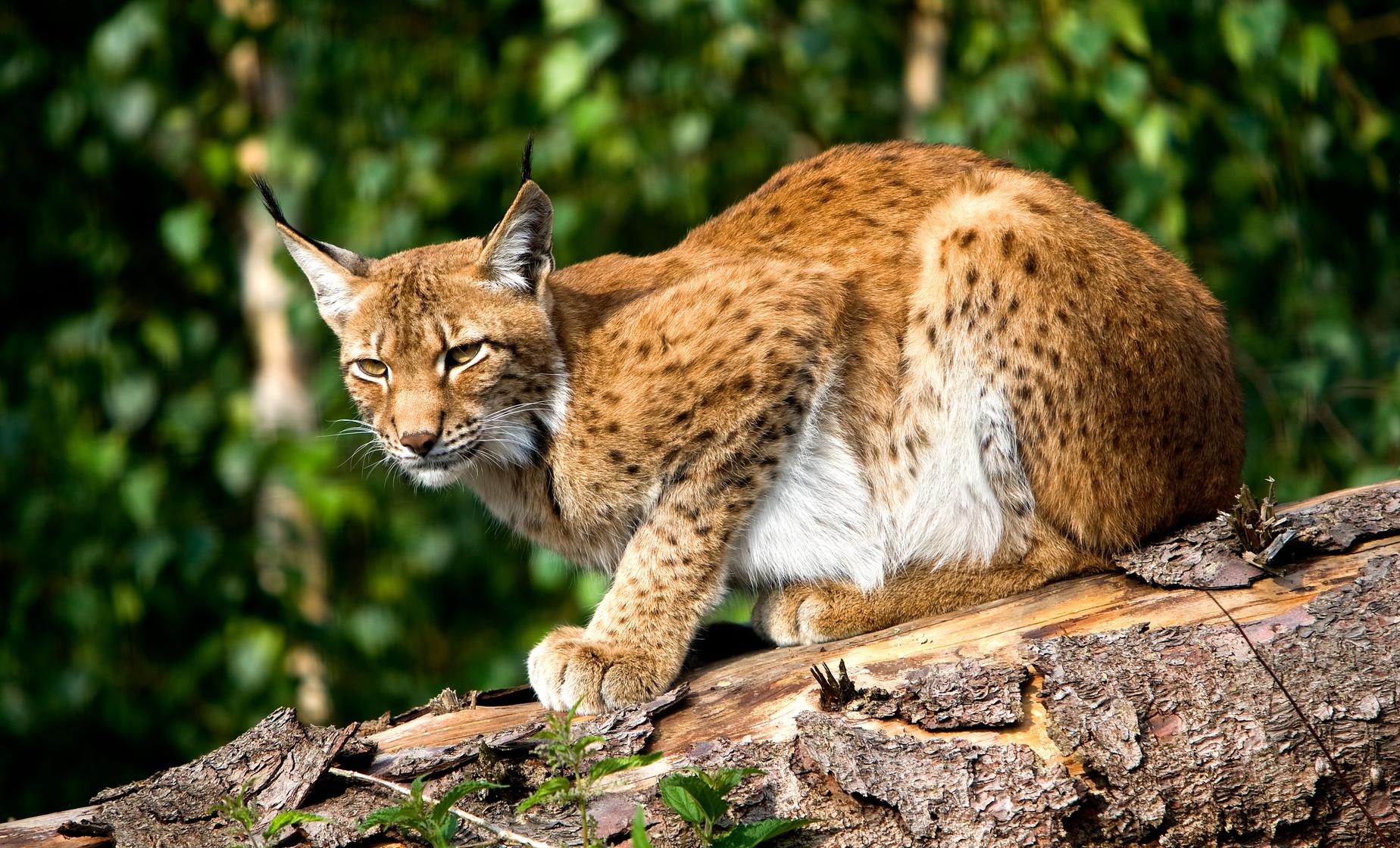 Skansen's Open Air Museum and Zoo