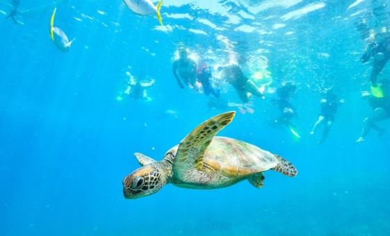 Hilo Reef and Wildlife Snorkel Adventure