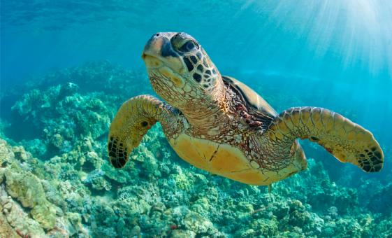 Intro SCUBA Adventure at Turtle Cove