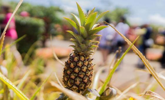 Guests touring the Dole pineapple fields during an Oahu North Shore excursion