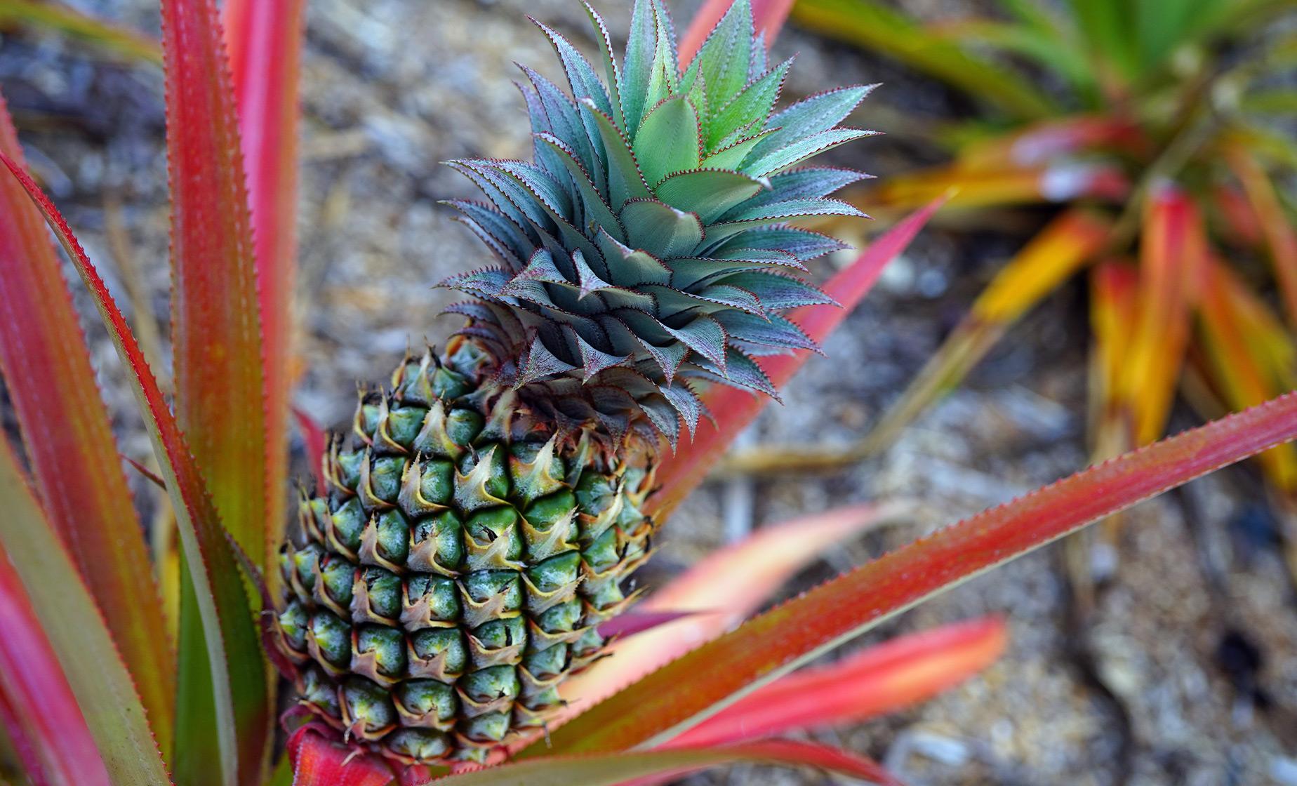 Best of Maui Tour in Kahului (Maui Tropical Plantation,  Iao Needle)