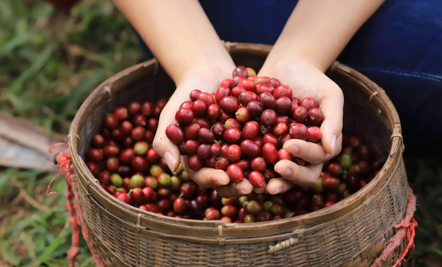 Kona Coffee and Cloud Forest