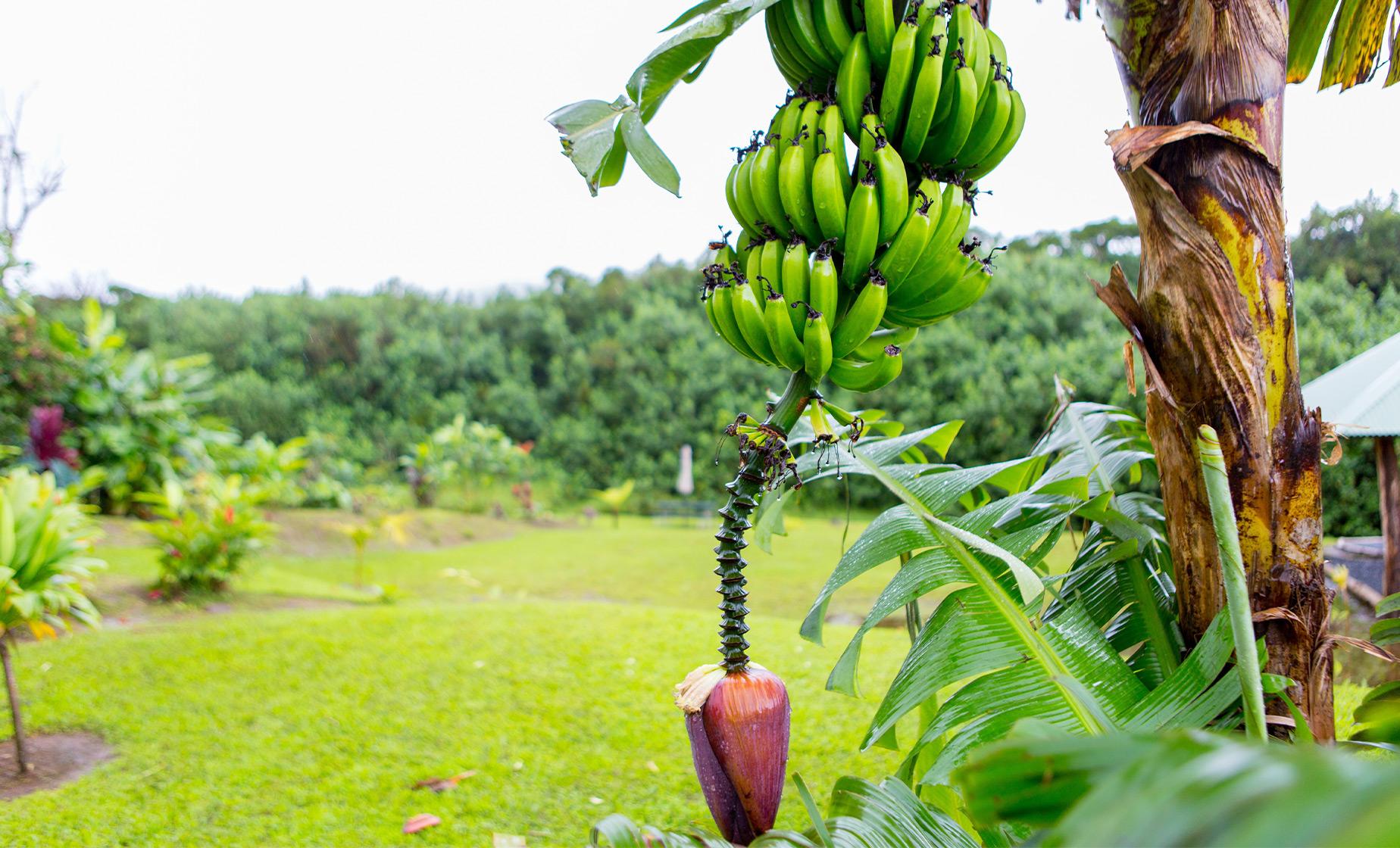 Discover Oahu, from Farm to Mountains