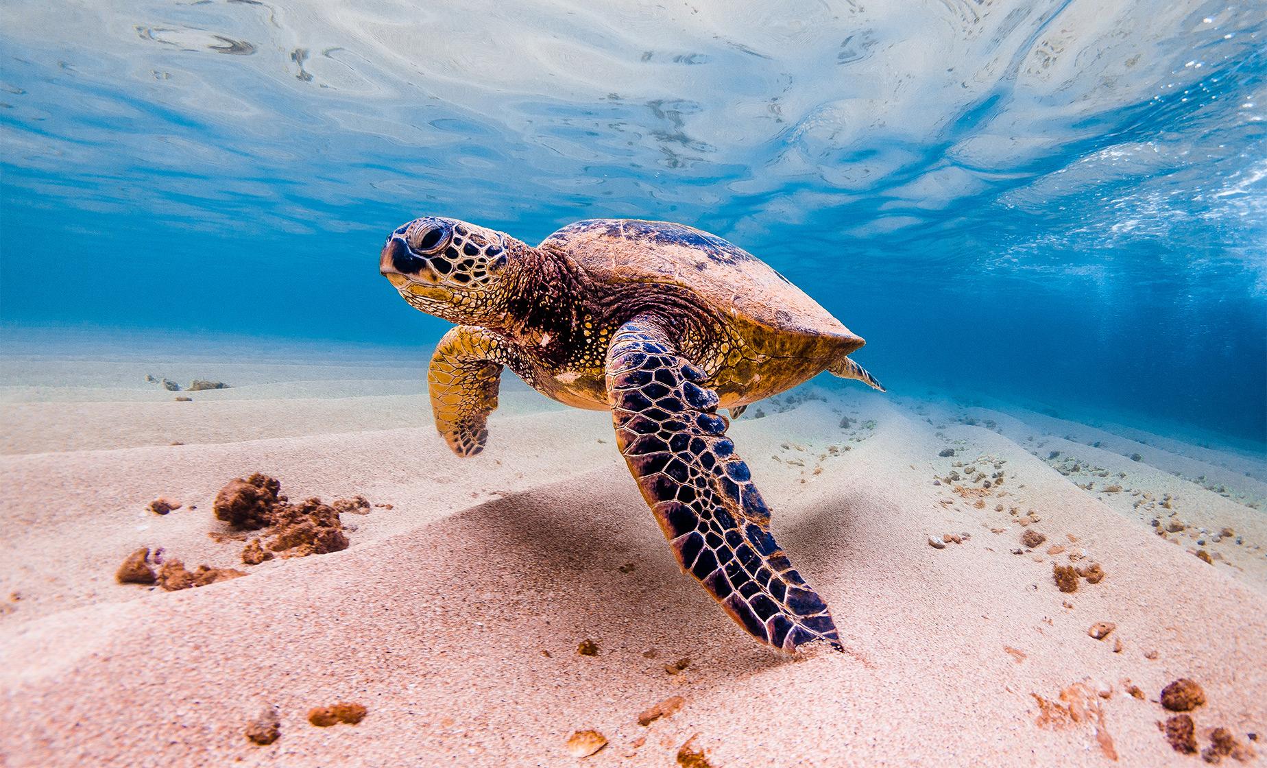 sea turtle tour hawaii