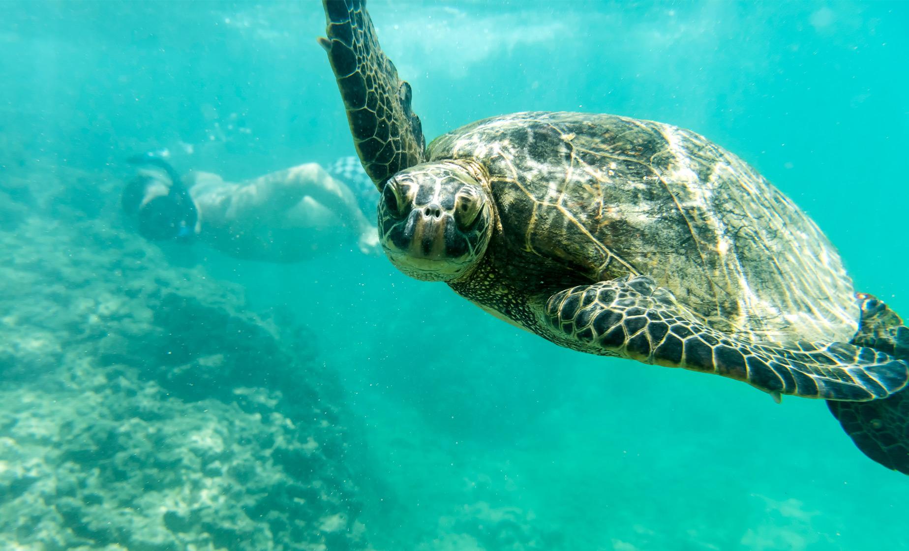 Sail and Snorkel Adventure Tour in Oahu (Diamond Head and Waikiki)