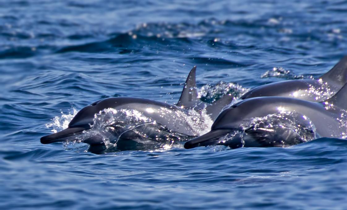 Dolphin Watching Cruise