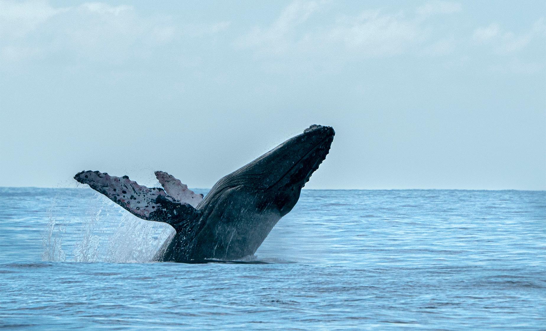 Whale Watching Cruise