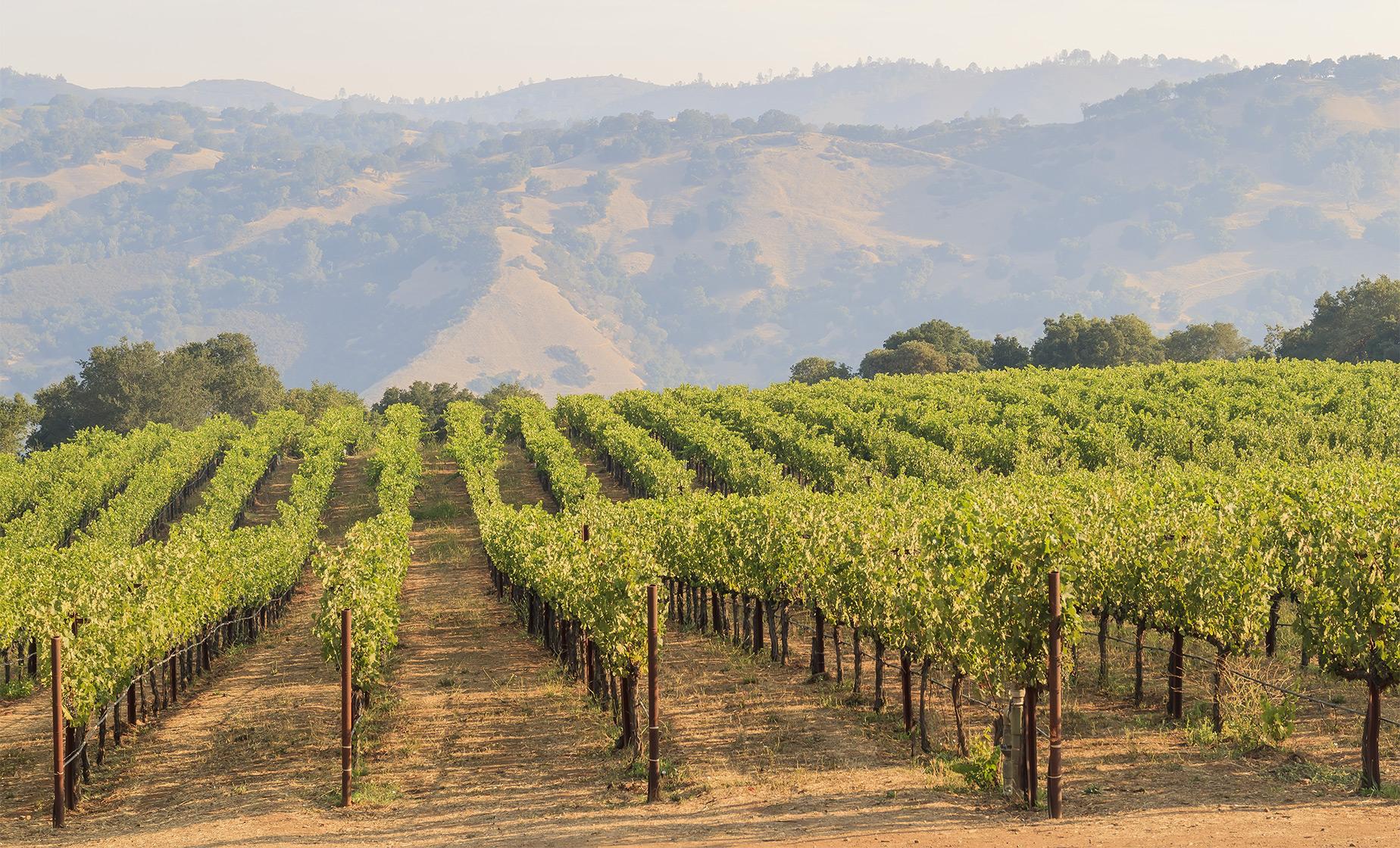 Calafia Valley Wine Country Tour in Ensenada (Dona Lupe, L.A. Cetto)