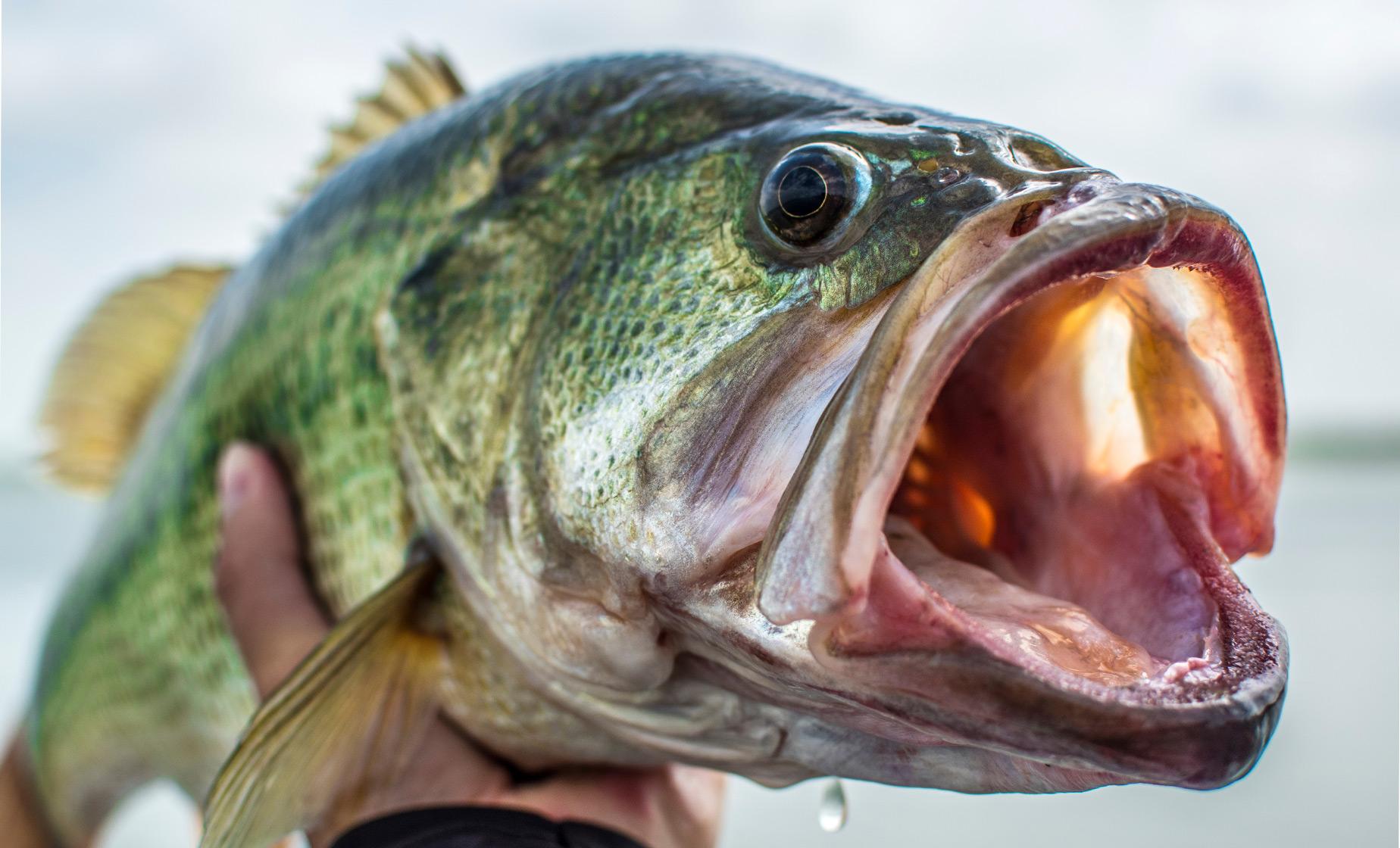 Private Lake Picacho Fishing