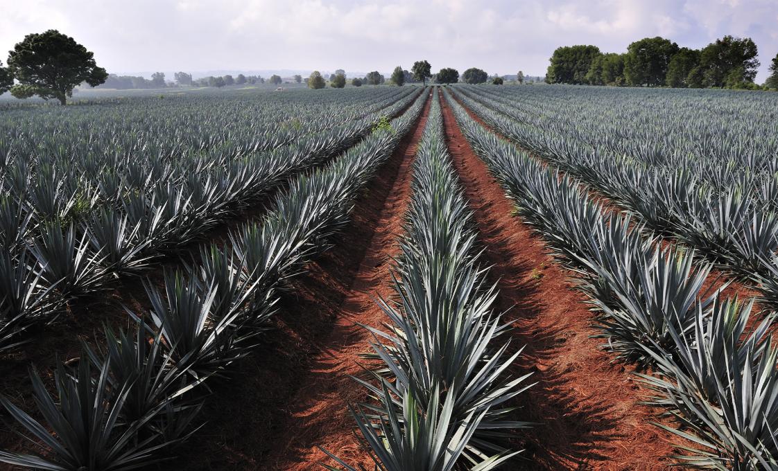 Tequila Factory And Villages