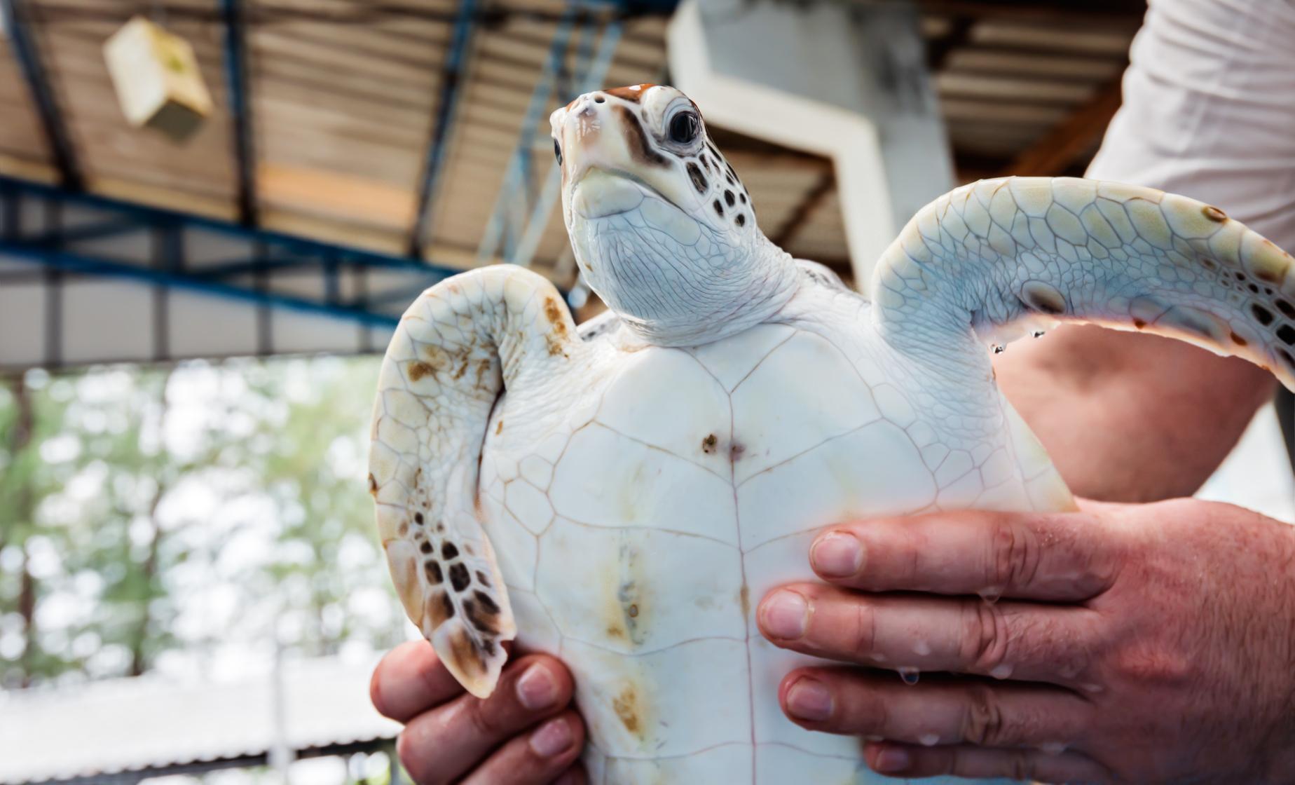 Turtle Sanctuary Experience