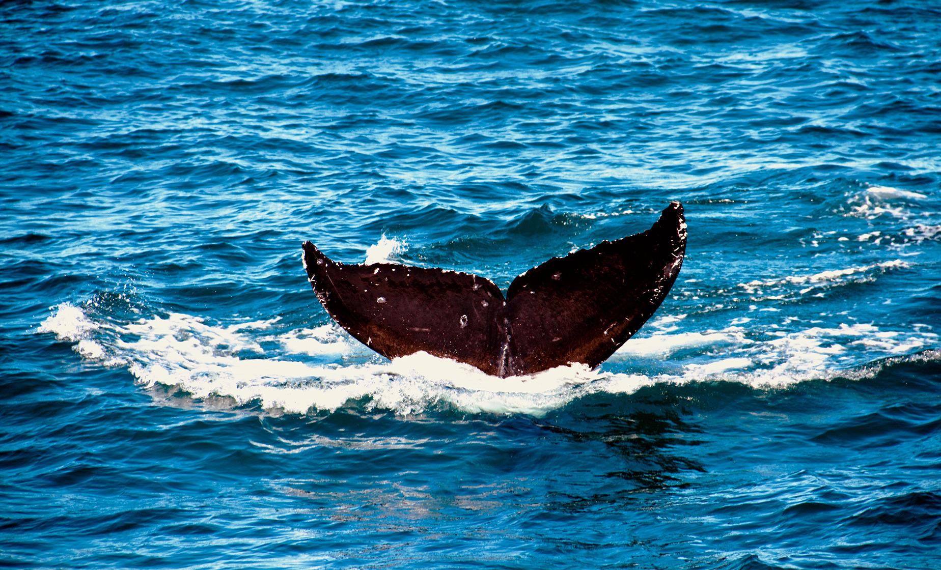 Whale Watching Cruise of San Diego Tour (San Diego National History Museum)