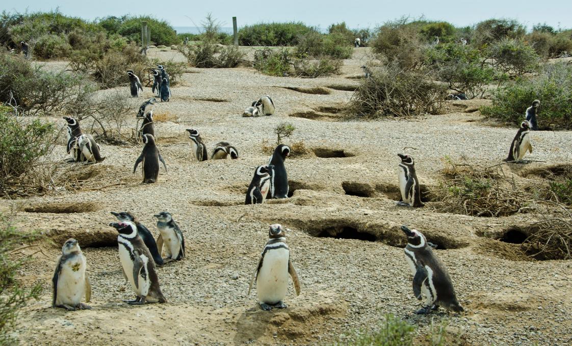 Private Punta Tombo Penguin Rookery