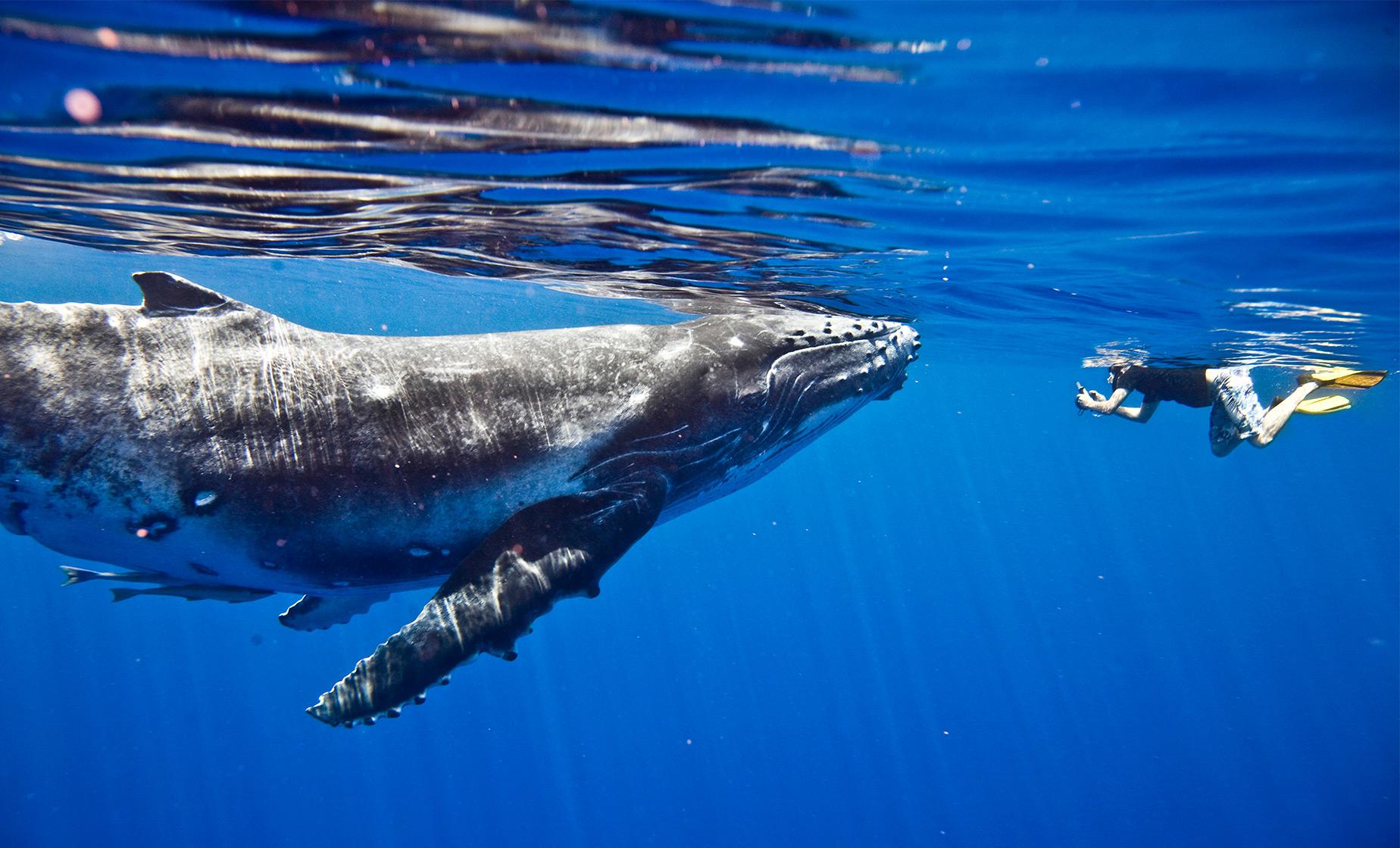 Whale Discovery Swim and Snorkel