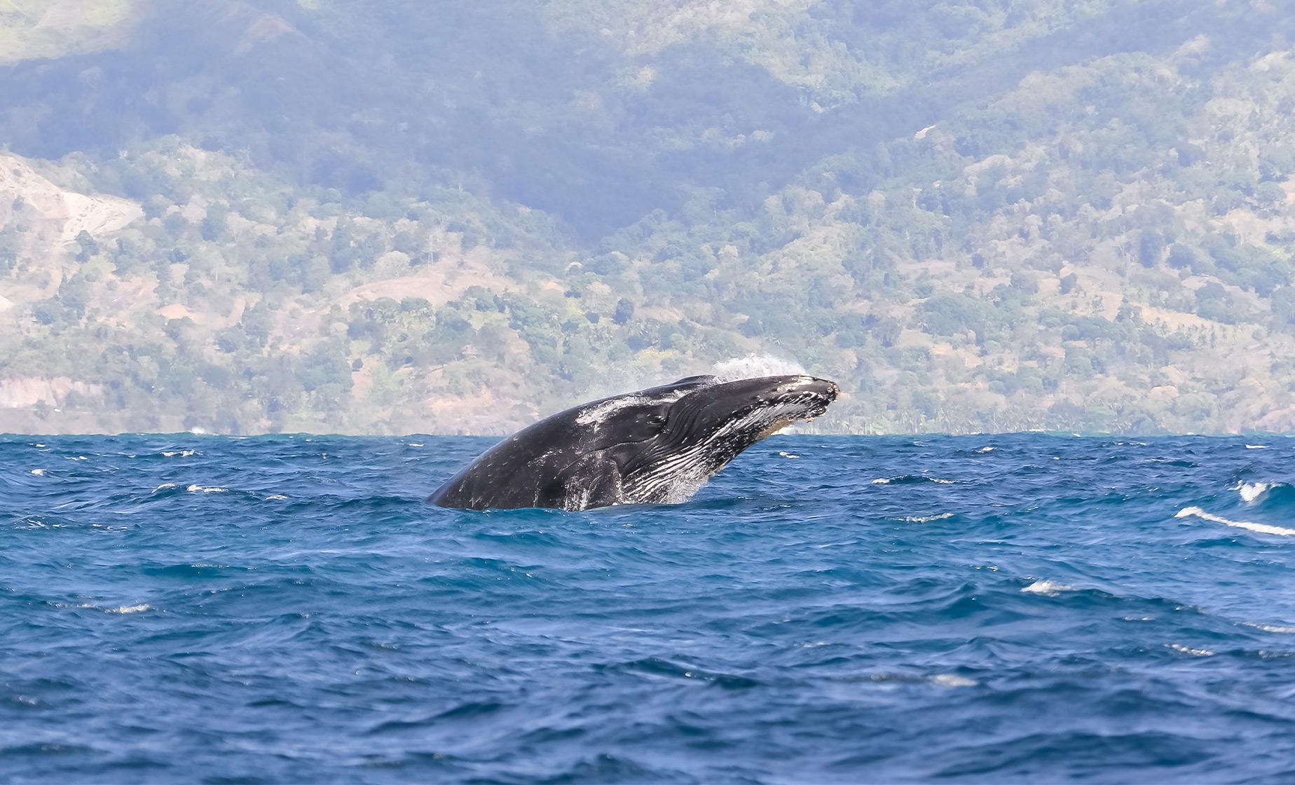 tahiti_whale_tour.jpg